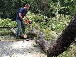  Hubbard, TX Tree Removal Pros